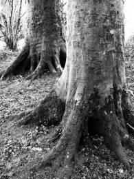 Pair of trunks